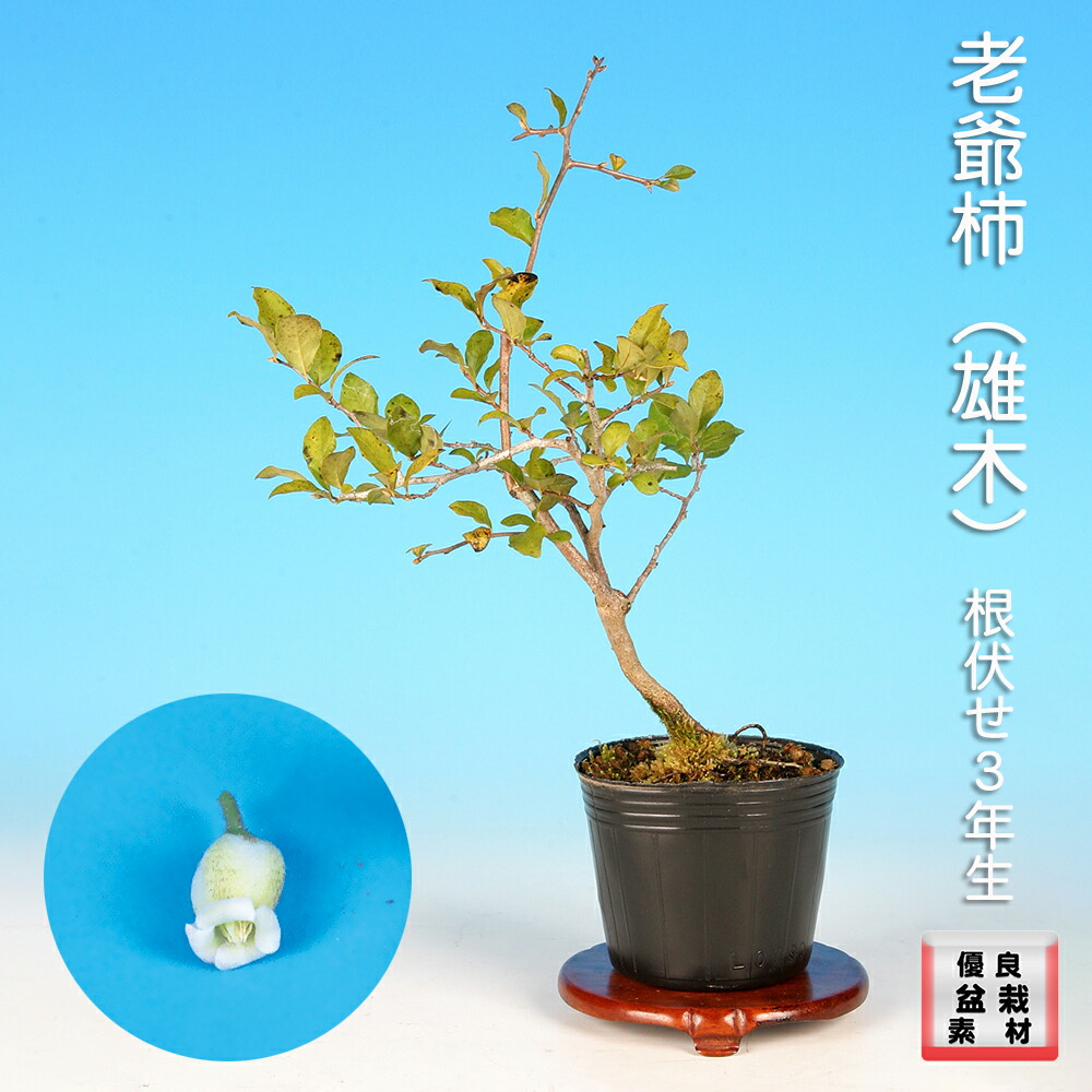 楽天市場】盆栽 常盤柿 トキワガキ 小品盆栽 ミニ盆栽 雑木 実物 盆栽