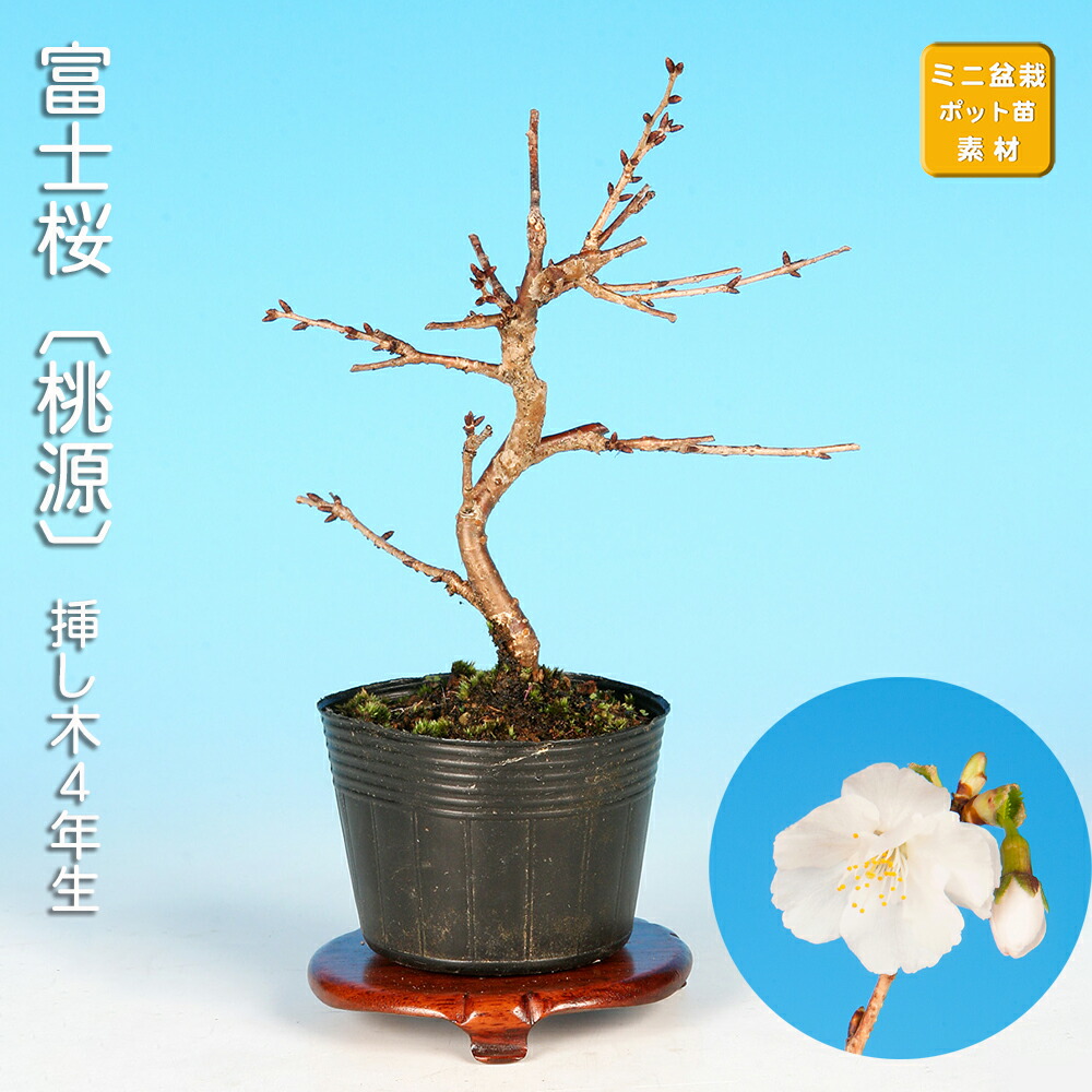 楽天市場】盆栽 富士桜 喜多の花 サクラ さくら 桜 フジザクラ