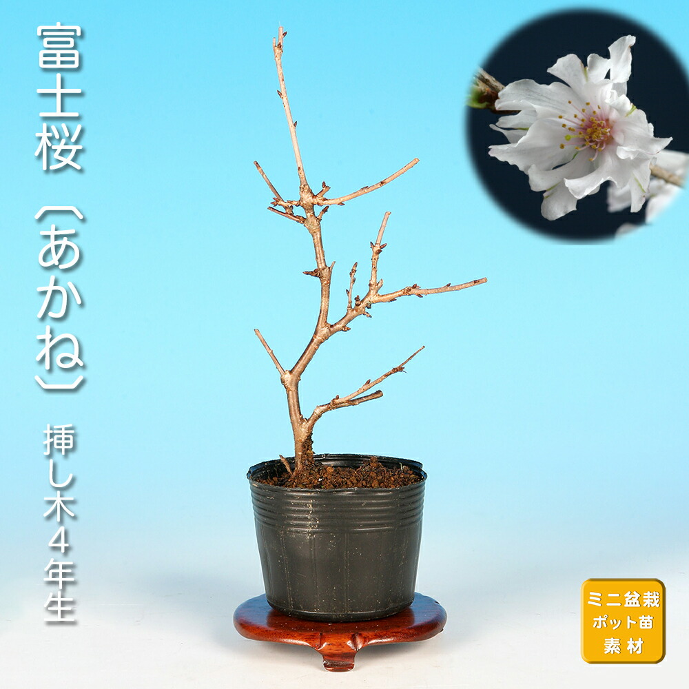 楽天市場】盆栽 富士桜 菊桜 サクラ さくら 桜 フジザクラ マメザクラ