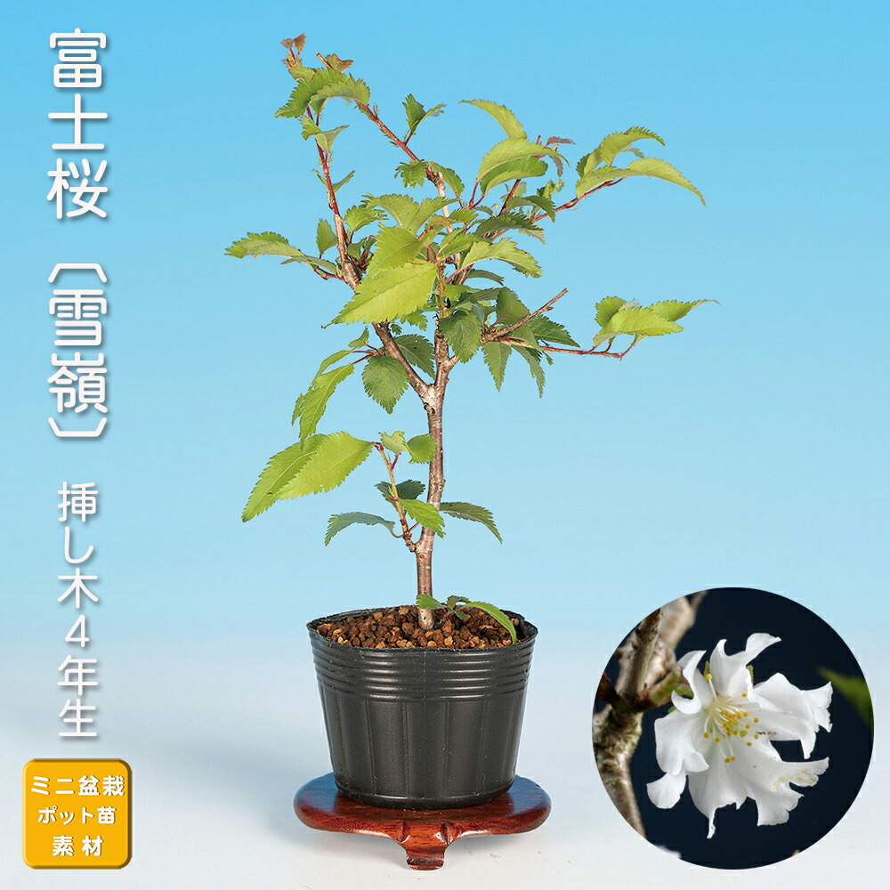 楽天市場】盆栽 富士桜 菊桜 サクラ さくら 桜 フジザクラ マメザクラ