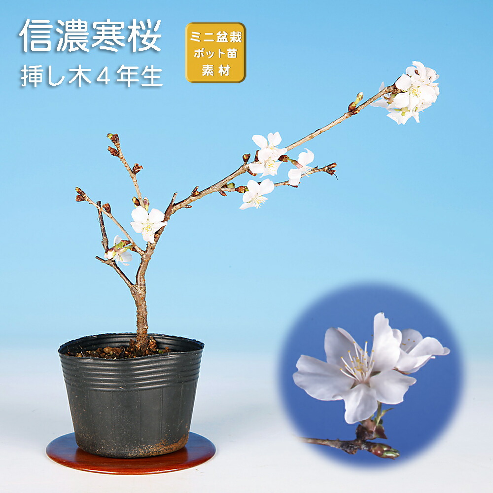 楽天市場】盆栽 富士桜 菊桜 サクラ さくら 桜 フジザクラ マメザクラ