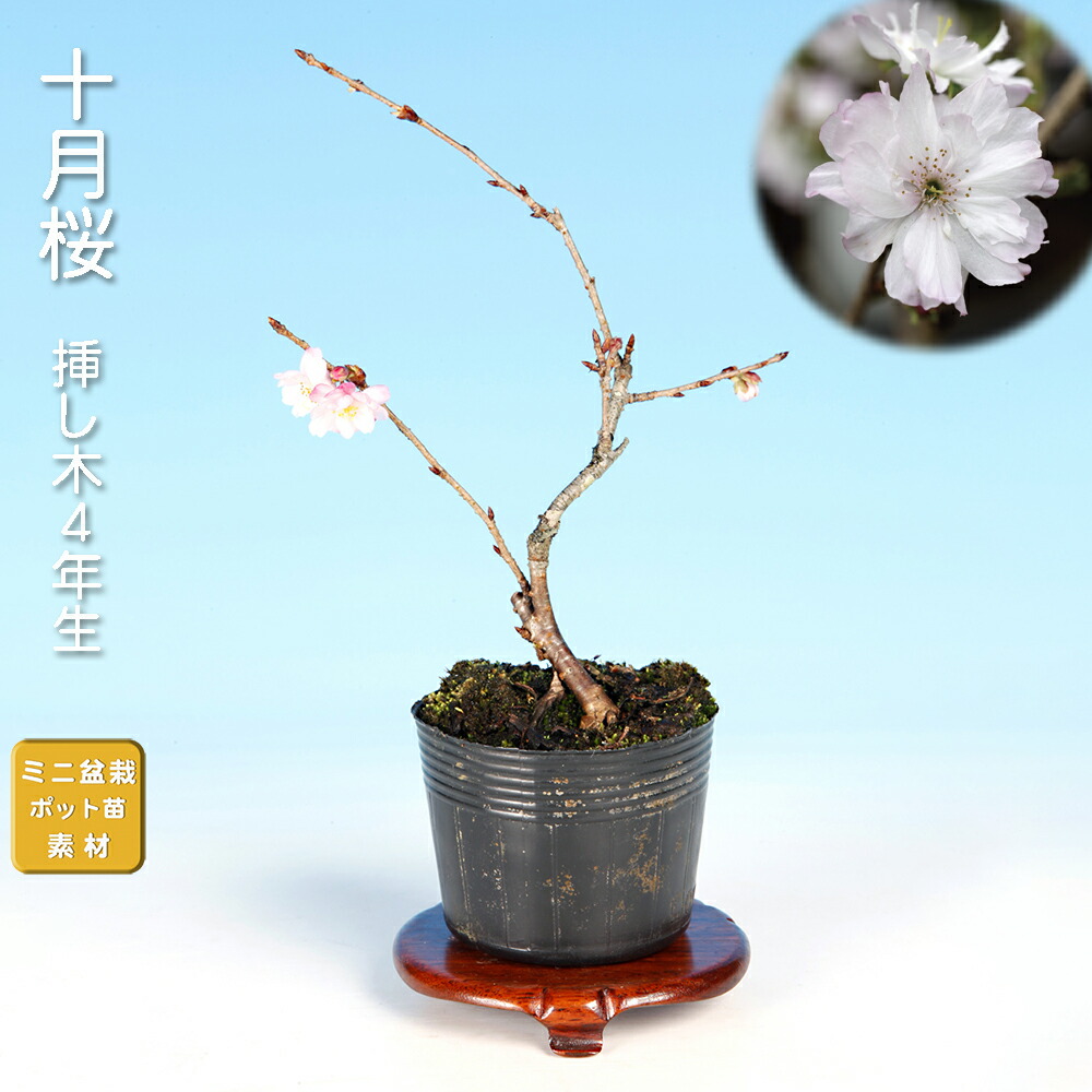 楽天市場】盆栽 荒皮いぼた イボタ 水蝋 小品盆栽 ミニ盆栽 盆栽素材