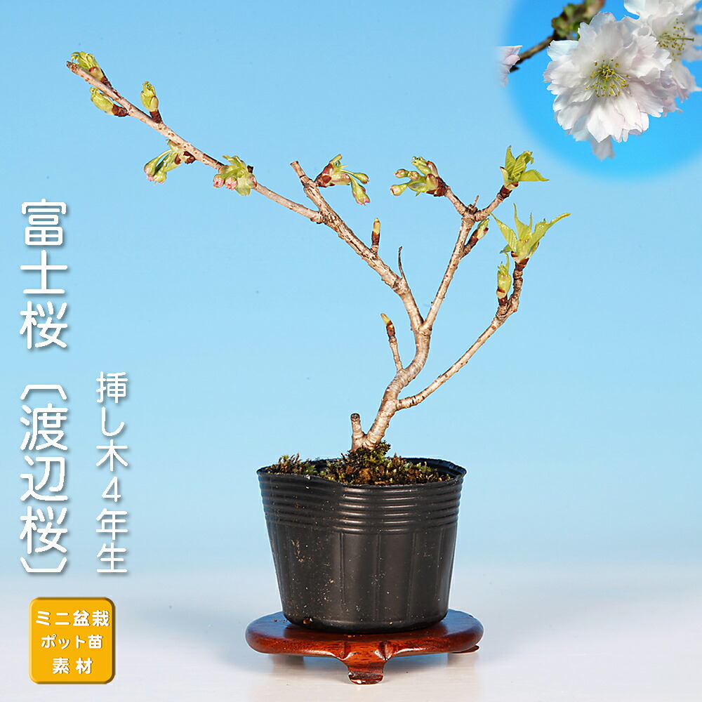 楽天市場】盆栽 富士桜 喜多の花 サクラ さくら 桜 フジザクラ
