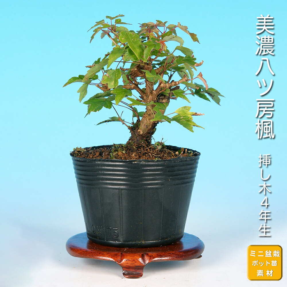 ※お値打ち※ 特別　格安　石化檜【盆栽】三幹　檜　黒松　真柏　BONSAI 楽天市場】盆栽 石化桧 セッカヒノキ 檜 ヒノキ 小品盆栽 ミニ盆栽