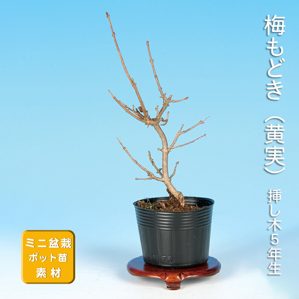 ウメモドキ☆梅擬☆太幹☆小品素材☆樹高16cm 梅擬 ウメモドキ