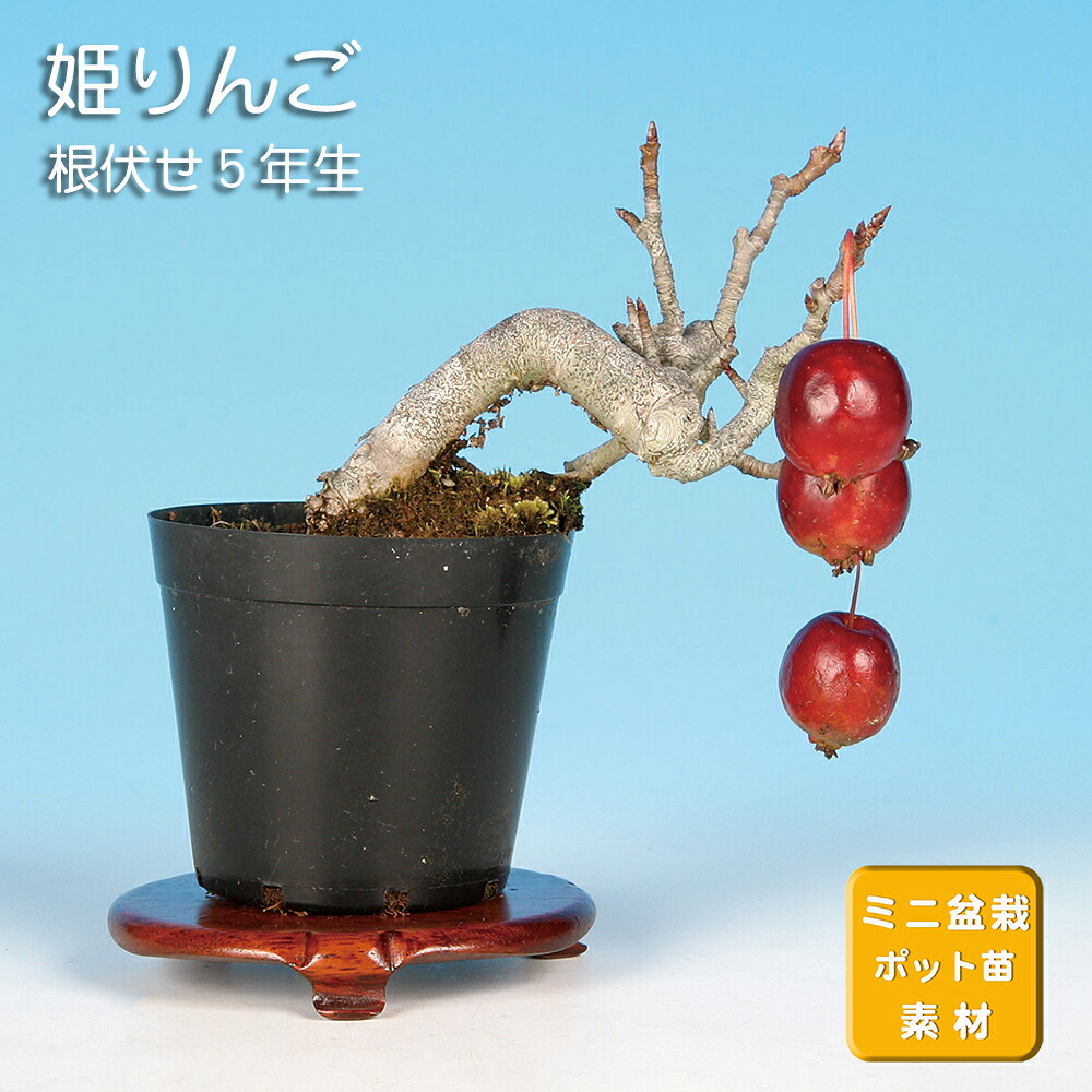 姫国光(姫林檎) 盆栽 盆栽 姫林檎 姫国光 樹高 約40cm ひめりんご Malus prunifolia