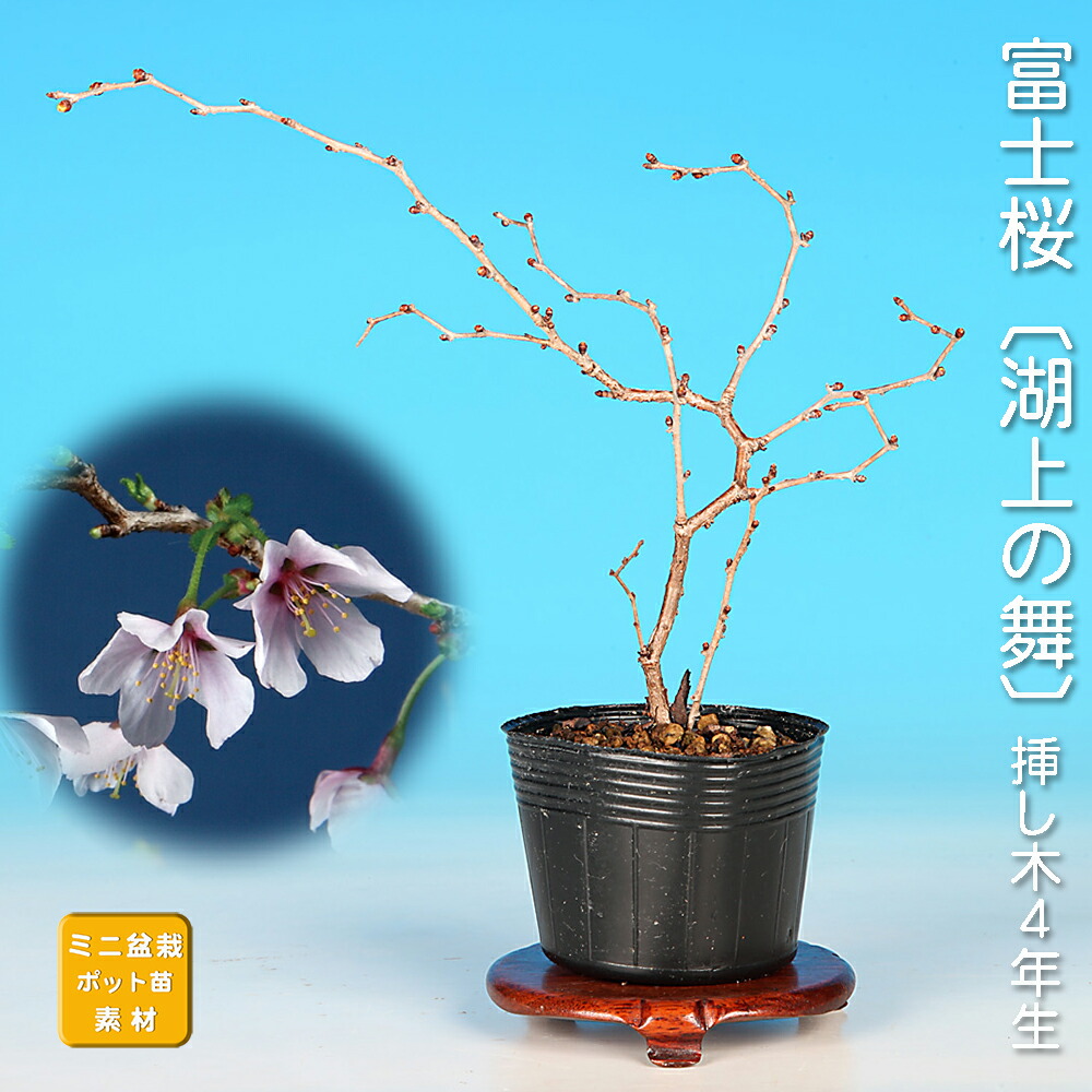 楽天市場】盆栽 ミニ盆栽 「甲州野梅」 ウメ 葉物 盆栽素材 盆栽苗