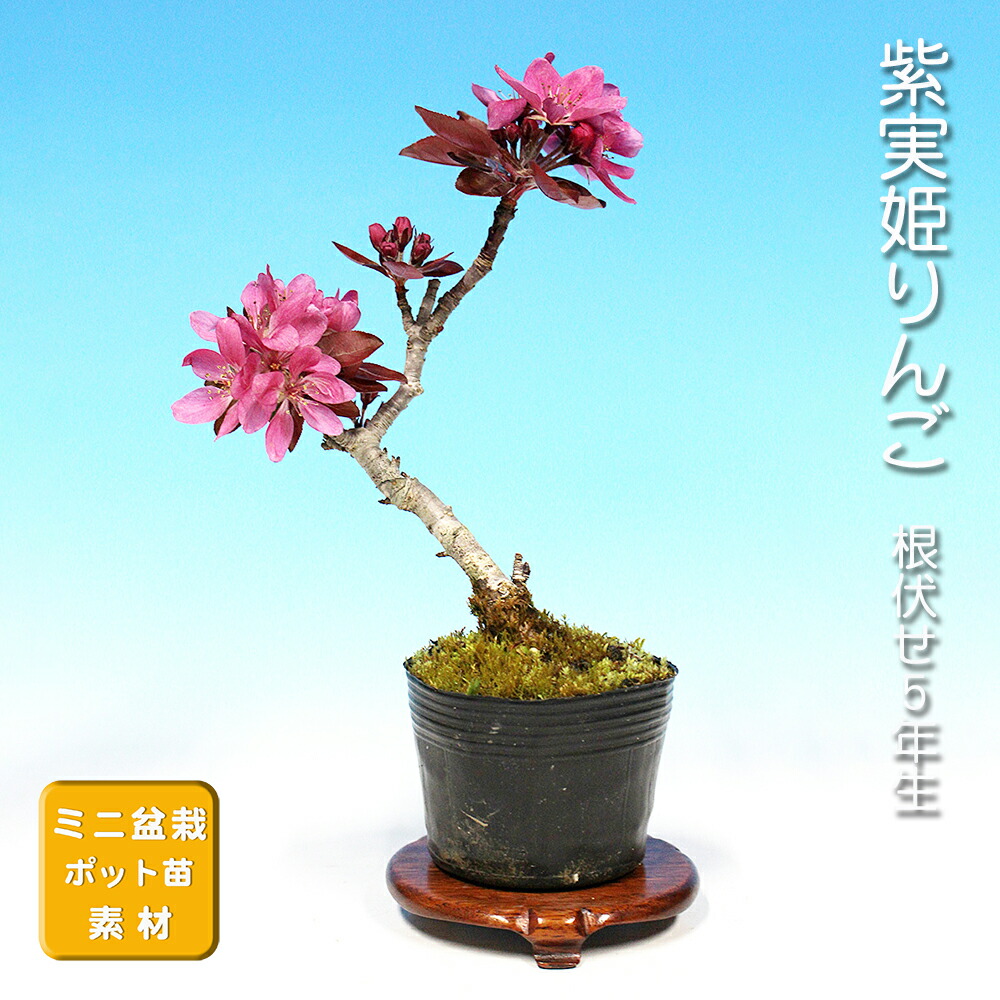 楽天市場】姫リンゴ 「姫国光」 4.5号浅鉢(13.5cm) 【盆栽素材