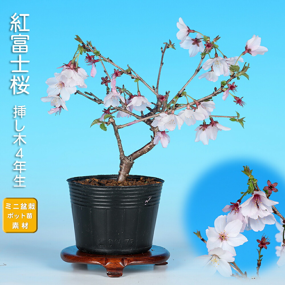 楽天市場】盆栽 富士桜 喜多の花 サクラ さくら 桜 フジザクラ