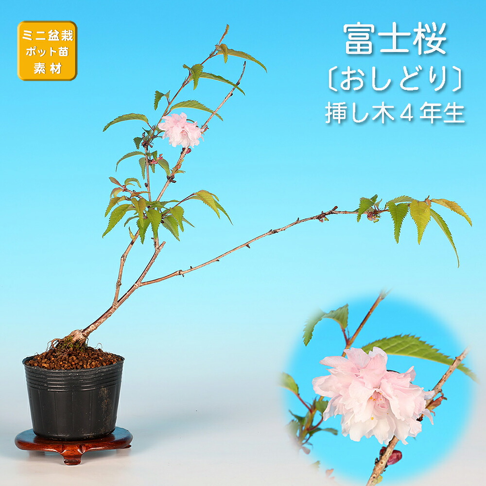 楽天市場】盆栽 富士桜 菊桜 サクラ さくら 桜 フジザクラ マメザクラ