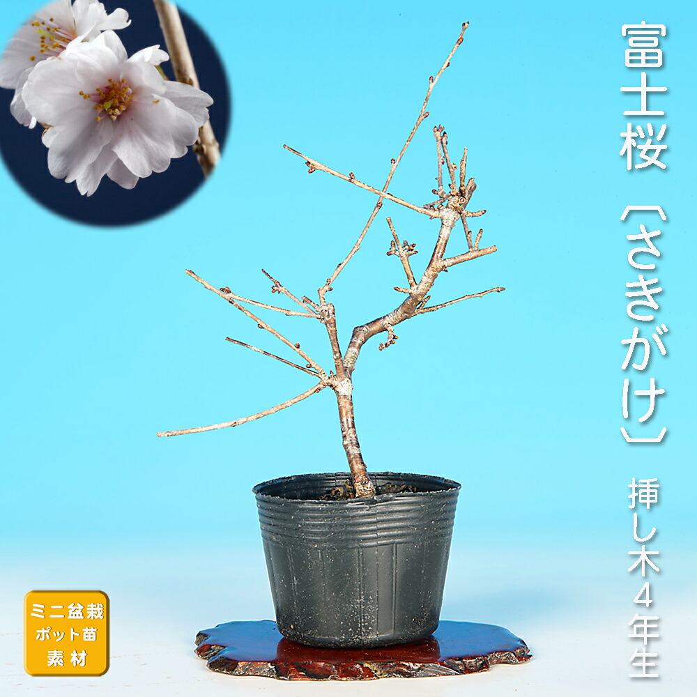 楽天市場】盆栽 富士桜 喜多の花 サクラ さくら 桜 フジザクラ
