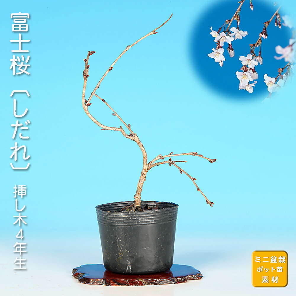 楽天市場】盆栽 富士桜 喜多の花 サクラ さくら 桜 フジザクラ