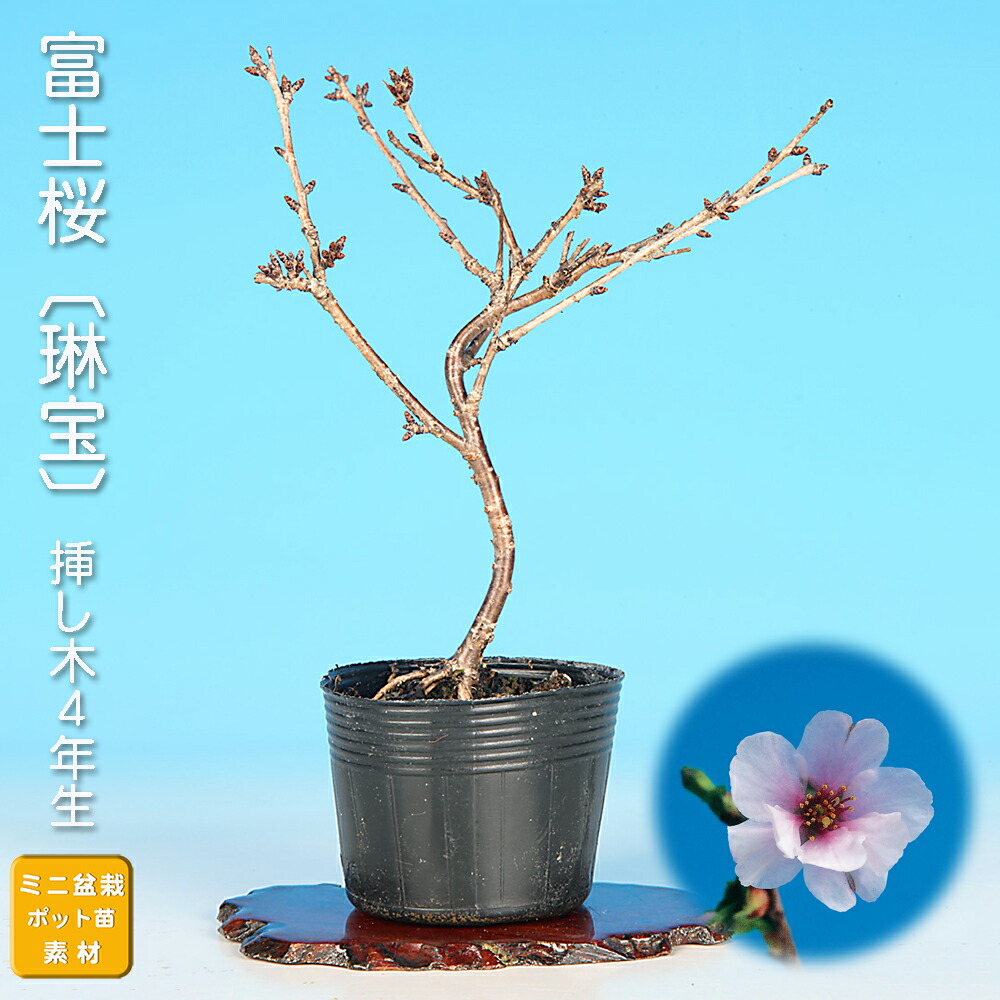 楽天市場】盆栽 富士桜 菊桜 サクラ さくら 桜 フジザクラ マメザクラ