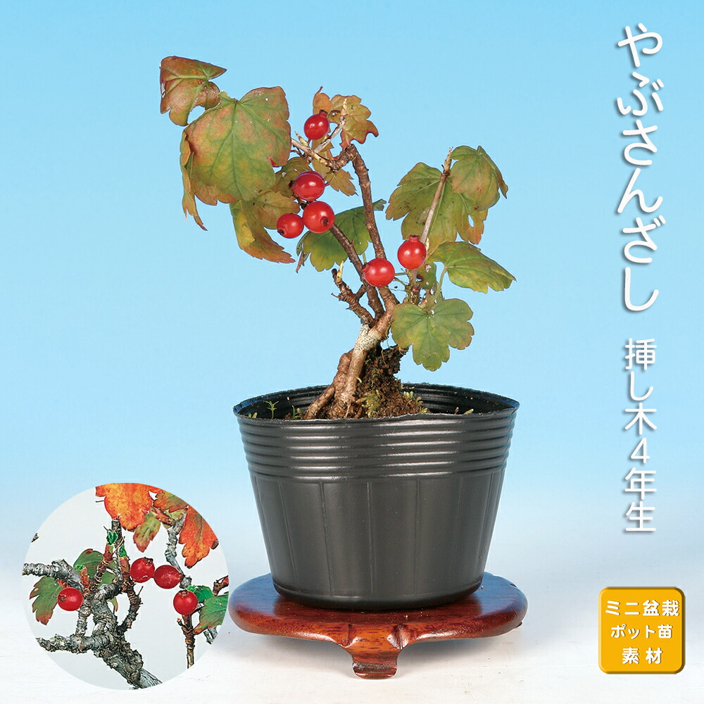 楽天市場】盆栽 ミニ盆栽 「ルビーさんざし」 雑木 花物 実物 素材