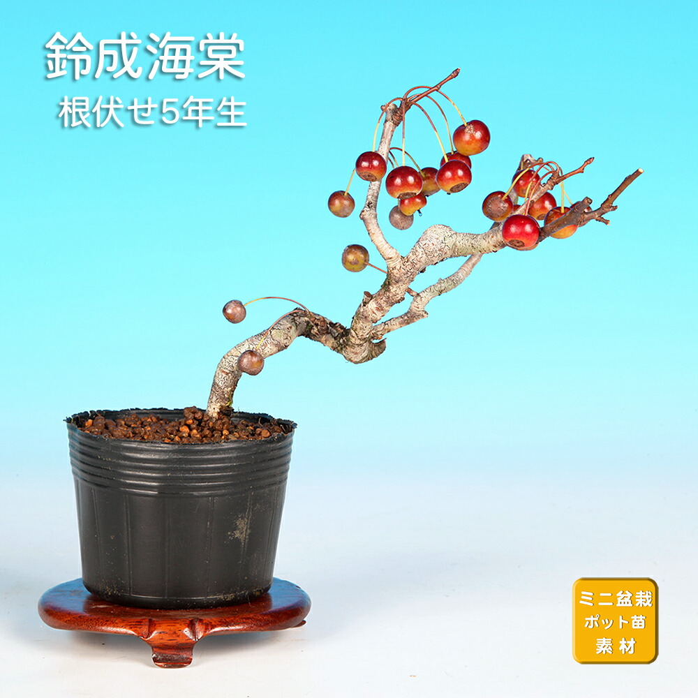 陶器鉢 海棠開片鉢 盆栽鉢 植木鉢 小品盆栽鉢 大品盆栽鉢 盆栽鉢 植木鉢 「平安泉山青花結晶楕円鉢」 山草鉢 清水焼 京焼 磁器 6