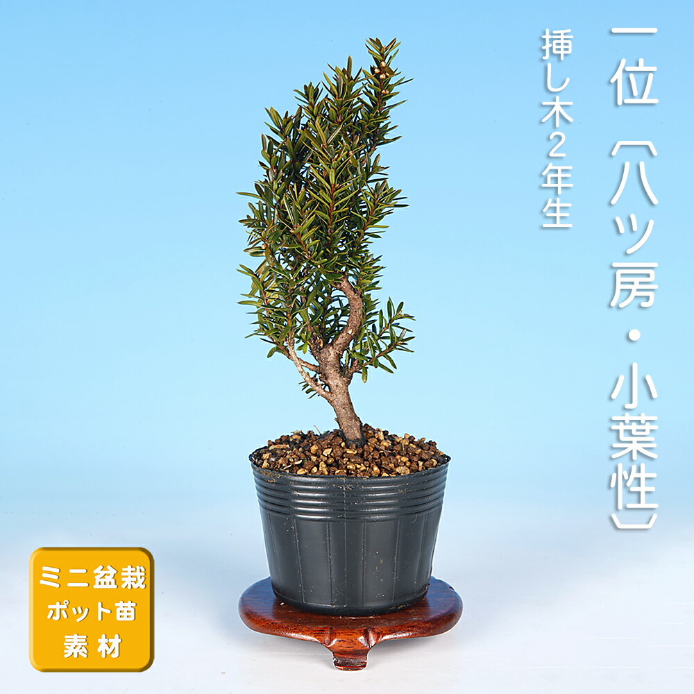 楽天市場】盆栽 一位 樹高 12cm いちい Taxus cuspidata イチイ “ジン
