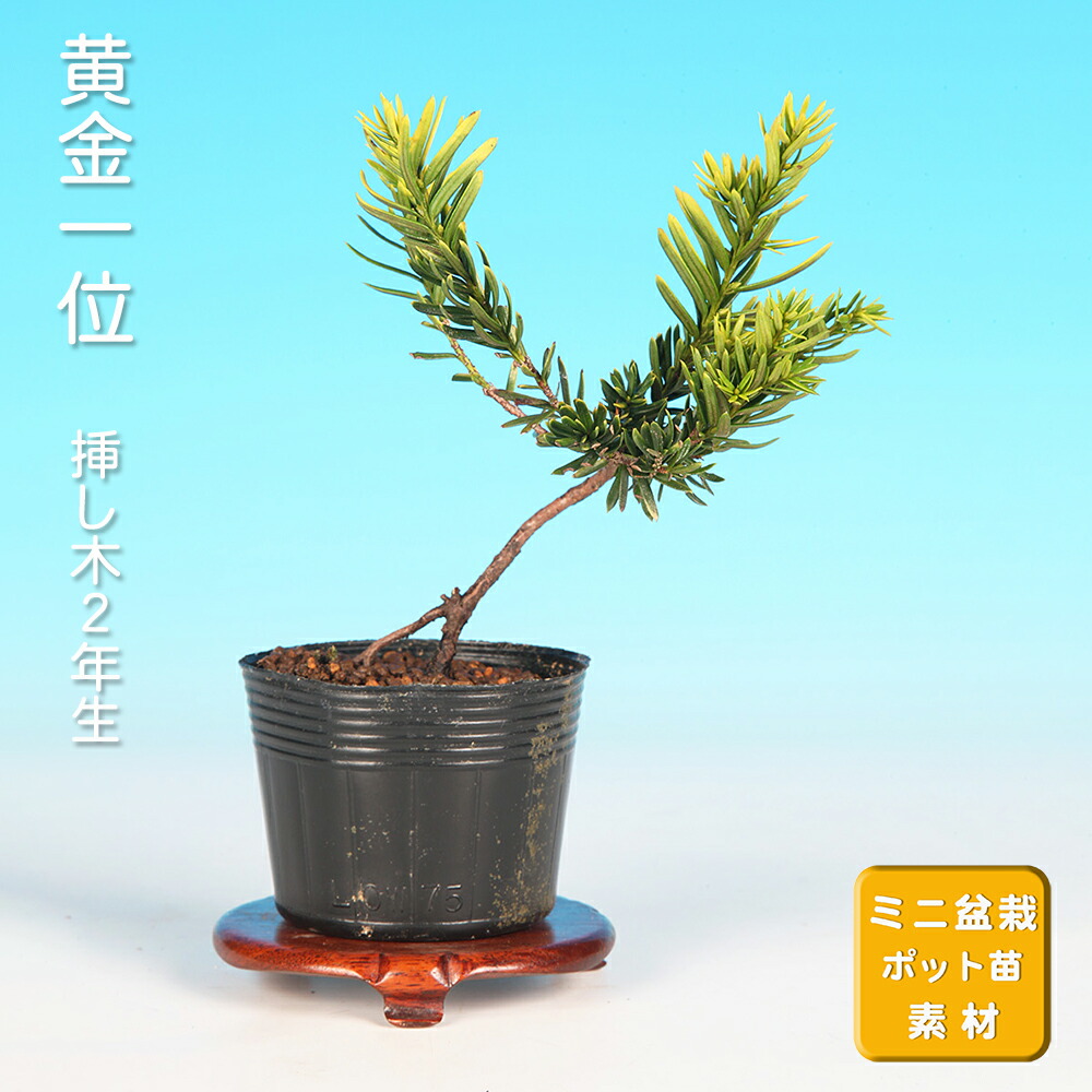楽天市場】盆栽 特選：一位(イチイ） 現品*いちい Taxus