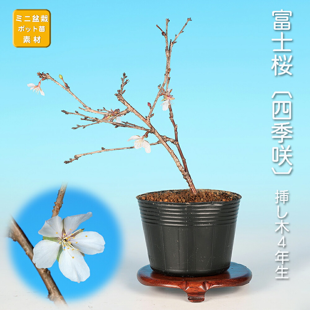 楽天市場】富士桜 姫緑桜 4号ポット(12cm) 【サクラ さくら】【盆栽