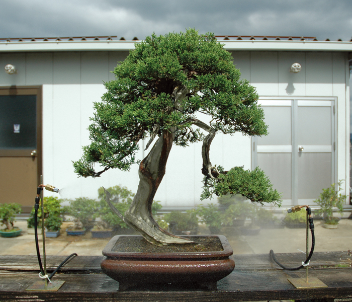 楽天市場 アクアガーデン追加セット大鉢用6ヘッド Bonsai 彩都 楽天市場店