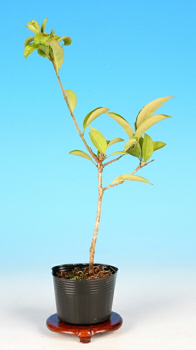 三河盆栽　盆栽愛好家在庫放出セール　コマユミ　盆栽 三河盆栽 盆栽愛好家在庫放出セール コマユミ 盆栽