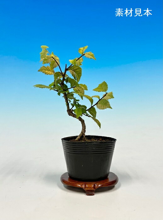 楽天市場】ニレケヤキ 2.5号 【盆栽素材】【ミニ 盆栽 苗】【苔