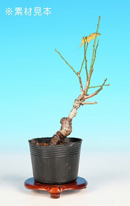 楽天市場】盆栽 「甲州野梅」 野梅 ヤバイ やばい 雑木盆栽 花物盆栽