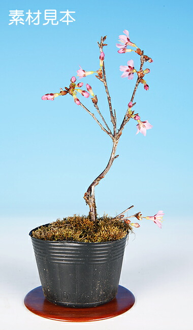 楽天市場】ミニ盆栽 「富士桜（招福）」 サクラ さくら sakura 桜盆栽