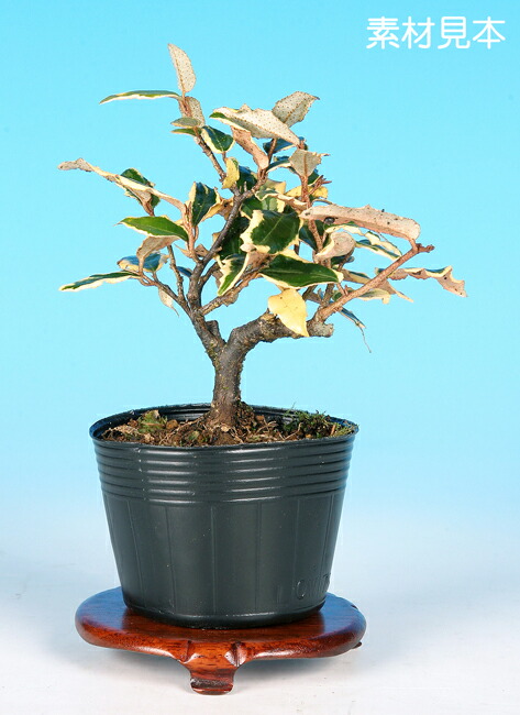 虹泉　盆栽鉢　小品　ミニ 盆栽鉢 / BONSAI POT】INDIGO 縁なし 丸型(ROUND) - Handmade