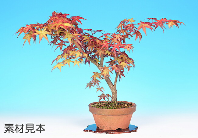 楽天市場】【即日出荷可】盆栽：特選 出猩々もみじ*(瀬戸焼みどり楕円