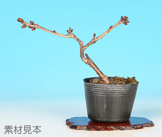 楽天市場】ミニ盆栽 「富士桜（根仕立て）」 サクラ さくら sakura 桜
