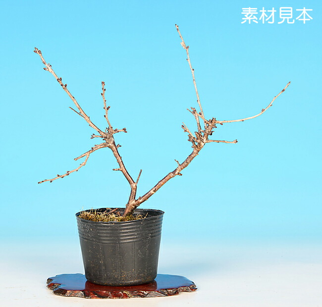 楽天市場】ミニ盆栽 「富士桜（紅乙女）」 サクラ さくら sakura 桜