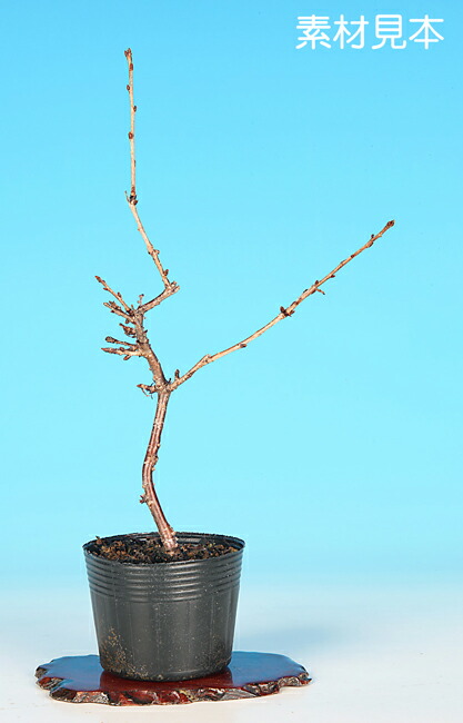 楽天市場】桜 苗木 富士桜 琳宝 3.5号（10.5cmポット） （長期