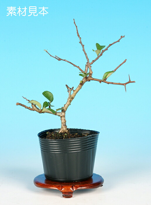 楽天市場】盆栽 「甲州野梅」 野梅 ヤバイ やばい 雑木盆栽 花物