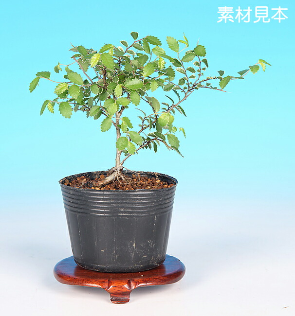 楽天市場】盆栽 ミニ盆栽 「夏はぜ」 : BONSAI 彩都 楽天市場店
