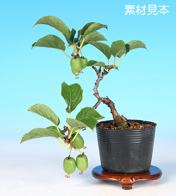 楽天市場】2025年 一才サルナシ 鉢植え コクワ さるなし 果樹