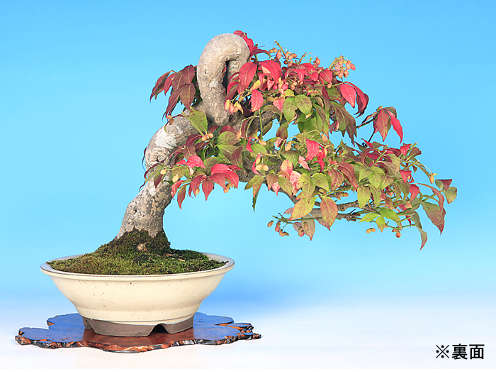 実物 こまゆみ花 ガーデン Diy 雑木 店 B 盆栽彩都 Bonsai 盆栽 花 観葉植物 小真弓 コマユミ B 現品限りの一品盆栽 こまゆみ Bonsai 彩都