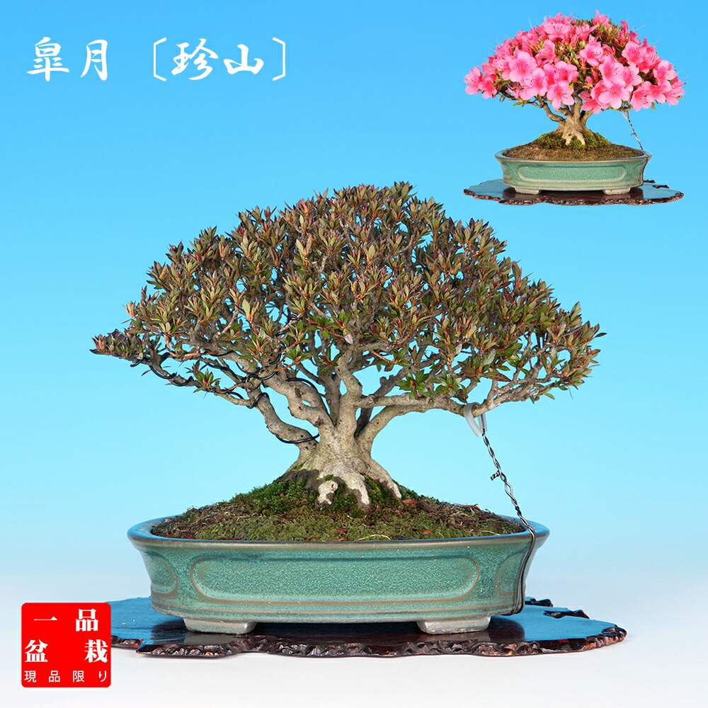 楽天市場】盆栽 特選：皐月(星の輝)*現品 サツキ さつき Satsuki