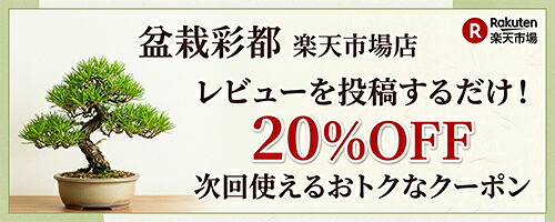 盆栽鉢鉢/中国古渡/宣興松亭自造＞中国古鉢(支那鉢) 楽天市場】 盆栽鉢 > 一品鉢 > 支那鉢（中国古鉢） : BONSAI 彩都 楽天