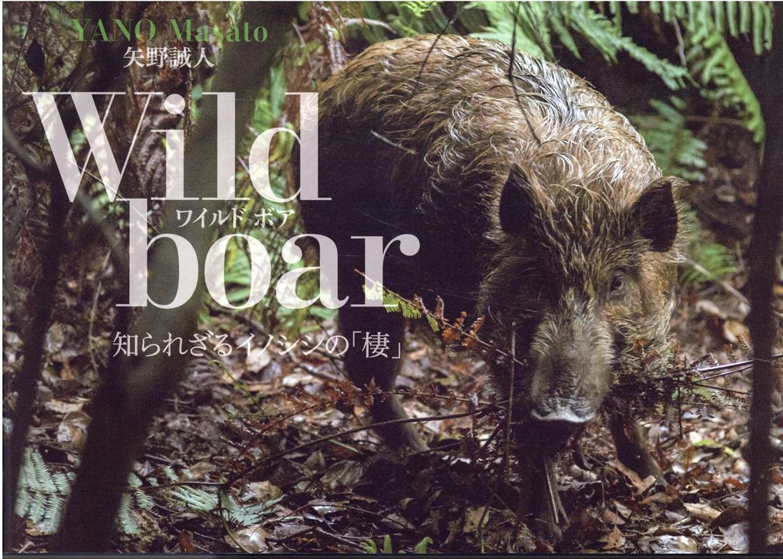 WildboarΤ줶륤ΥΡ[]