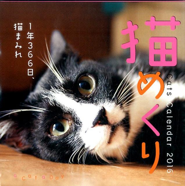 楽天ブックス 猫めくりカレンダー 2016 9784502900013 本
