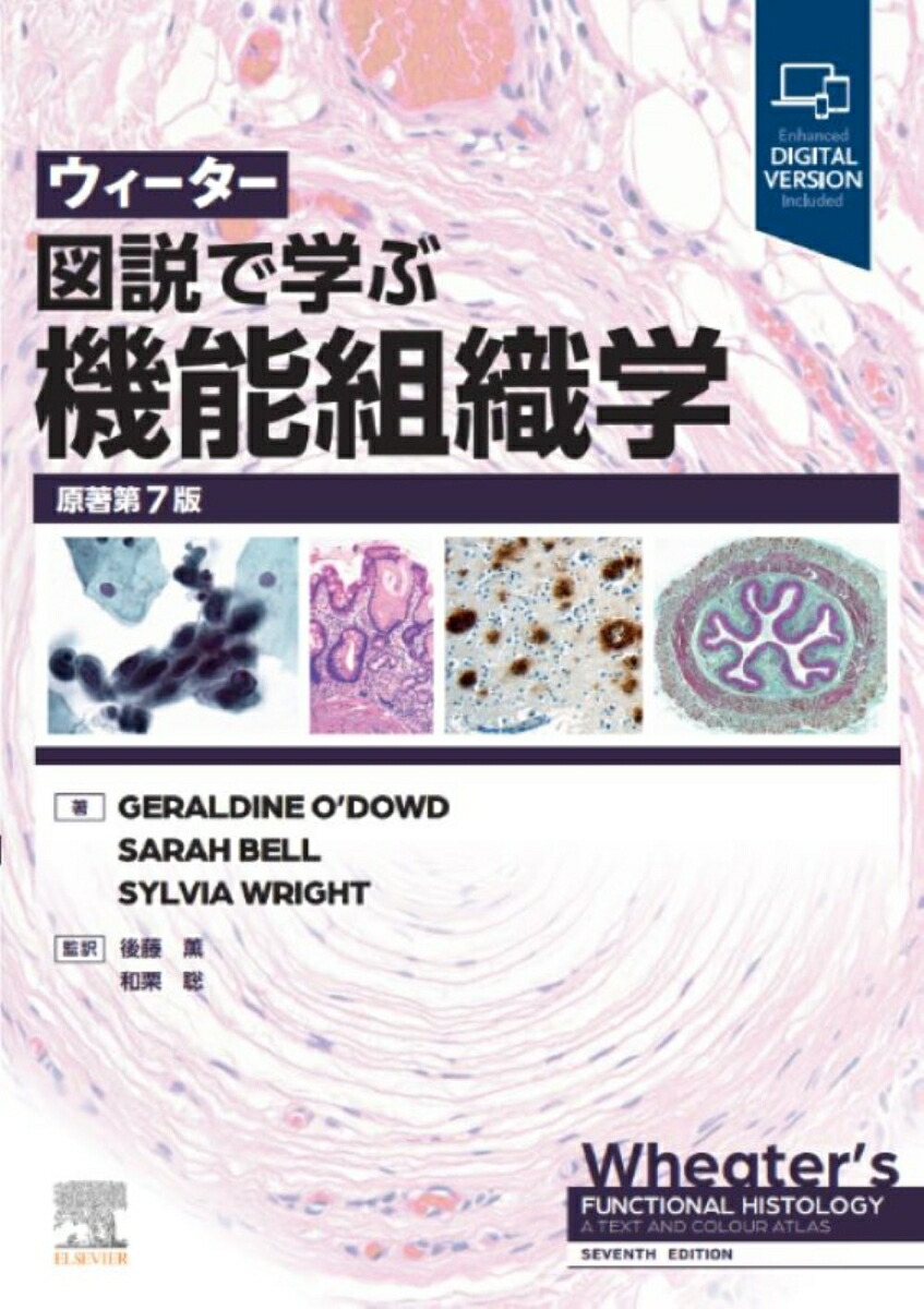 ウィーター 図説で学ぶ機能組織学 原著第6版 / Anatomy 今日も