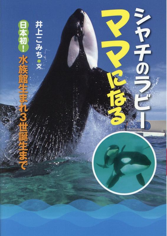 楽天ブックス シャチのラビーママになる 日本初 水族館生まれ3世誕生まで 井上こみち 本