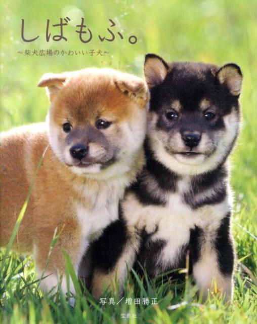 楽天ブックス しばもふ 柴犬広場のかわいい子犬 増田勝正 本