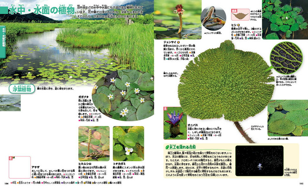 楽天ブックス 植物 講談社 本