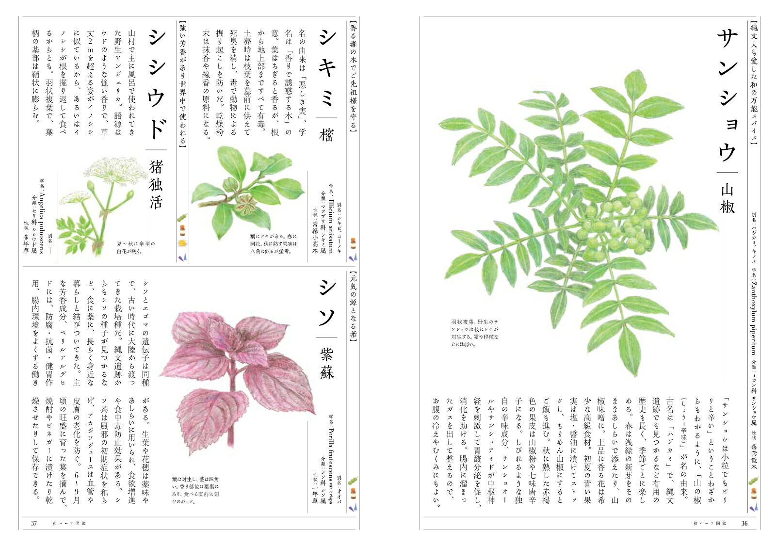 和ハーブのある暮らし[平川美鶴]