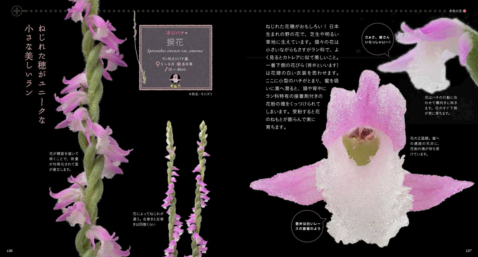 美しき小さな雑草の花図鑑[大作晃一]