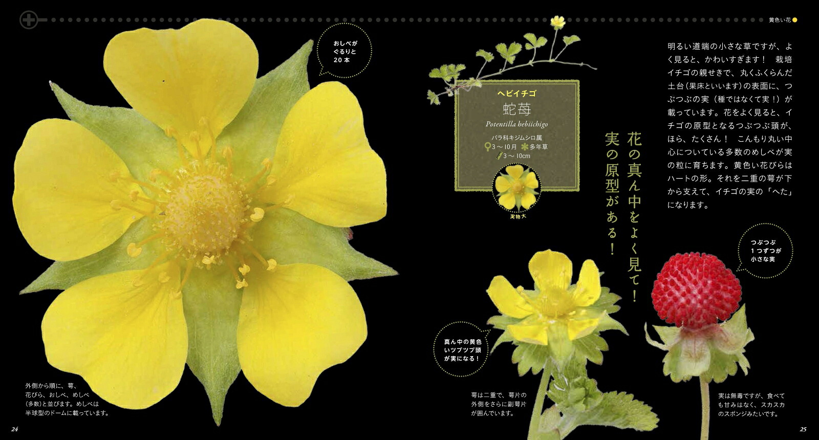 美しき小さな雑草の花図鑑[大作晃一]