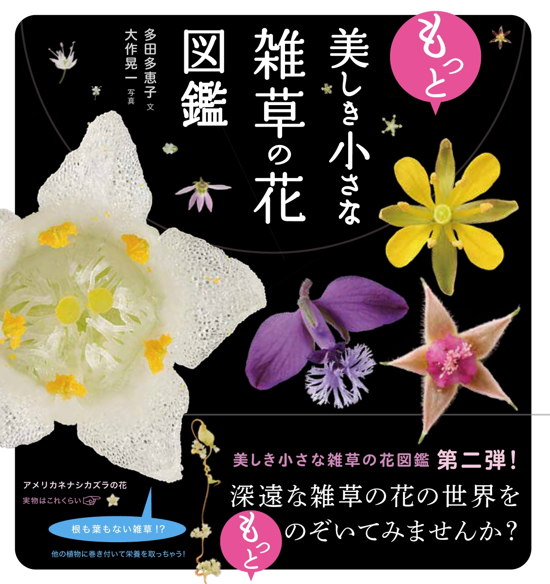 楽天ブックス もっと美しき小さな雑草の花図鑑 本