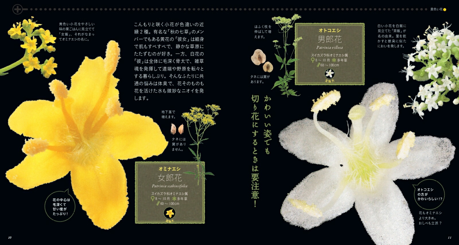 美しき 小さな 雑草 の 花 図鑑