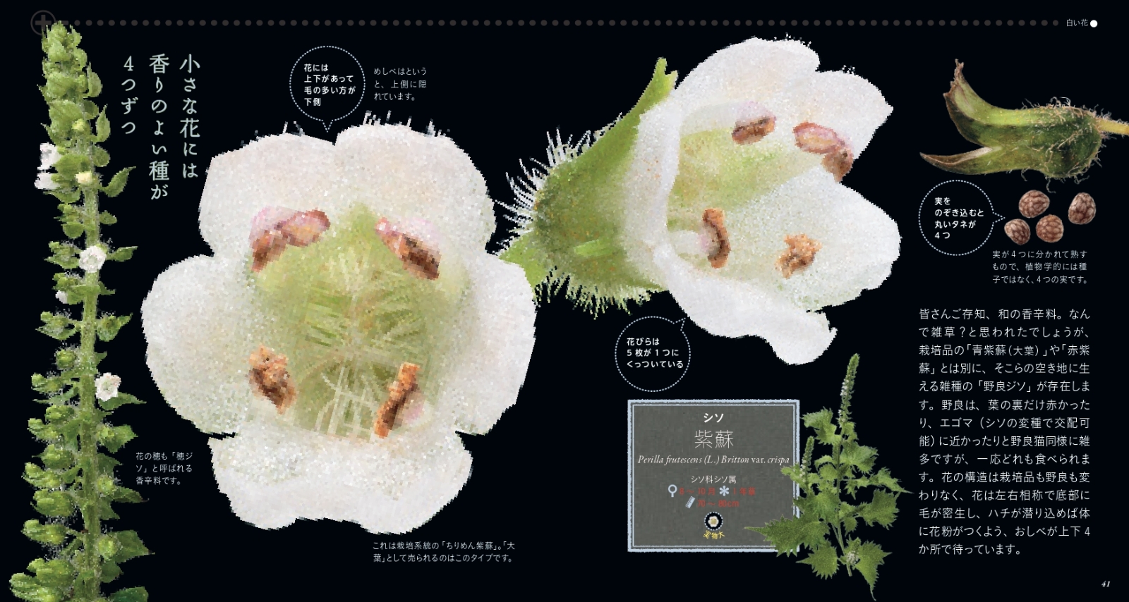 楽天ブックス もっと美しき小さな雑草の花図鑑 本